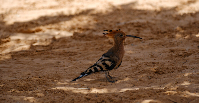 Eurasian hoopoe bird standing on sandy ground foraging in natural sunlight