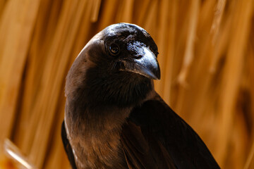 Naklejka premium Close-up portrait of a clever black crow looking forward with intelligent eyes against a textured wooden background