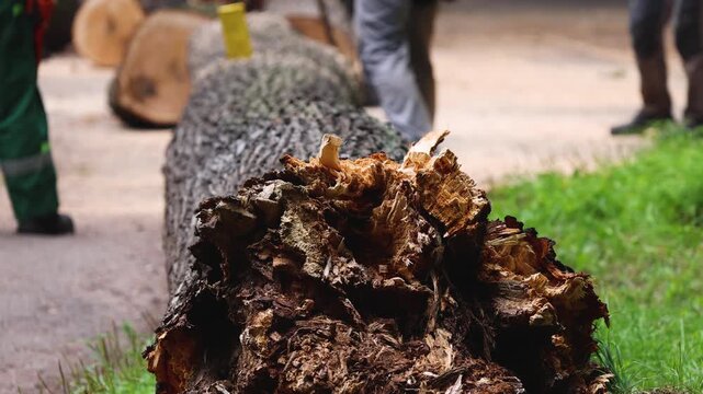Lumberjack woodcutter team with chainsaw cutting a massive tree in the forest, logger brigade sawing and chopping firewood timber trunk on sawmill, thinning crew at work, fallen tree after the storm