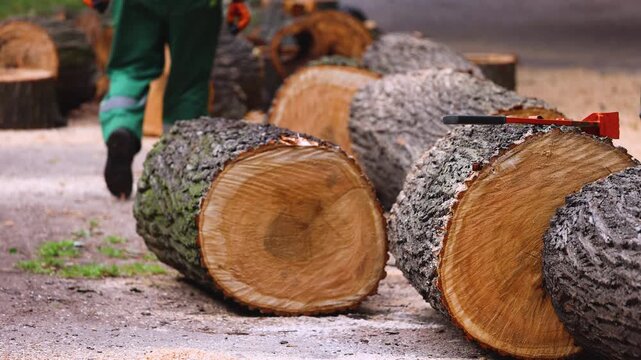 Lumberjack woodcutter team with chainsaw cutting a massive tree in the forest, logger brigade sawing and chopping firewood timber trunk on sawmill, thinning crew at work, fallen tree after the storm