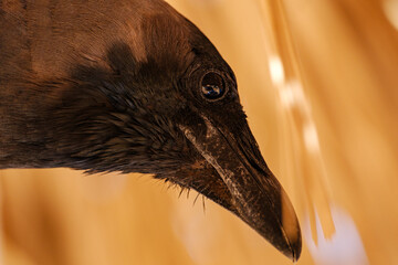 Naklejka premium Close-up profile portrait of a curious black crow looking downward with sharp beak