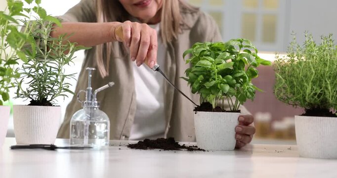 Woman transplanting herb into pot at light table in kitchen, closeup. Camera moving forward