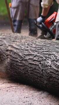 Lumberjack woodcutter team with chainsaw cutting a massive tree in the forest, logger brigade sawing and chopping firewood timber trunk on sawmill, thinning crew at work, fallen tree after the storm
