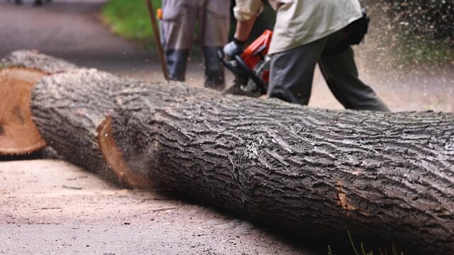 Lumberjack woodcutter team with chainsaw cutting a massive tree in the forest, logger brigade sawing and chopping firewood timber trunk on sawmill, thinning crew at work, fallen tree after the storm