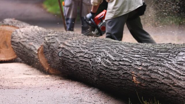 Lumberjack woodcutter team with chainsaw cutting a massive tree in the forest, logger brigade sawing and chopping firewood timber trunk on sawmill, thinning crew at work, fallen tree after the storm
