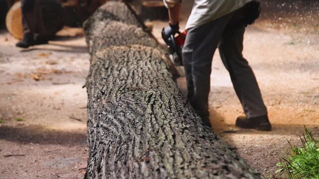 Lumberjack woodcutter team with chainsaw cutting a massive tree in the forest, logger brigade sawing and chopping firewood timber trunk on sawmill, thinning crew at work, fallen tree after the storm