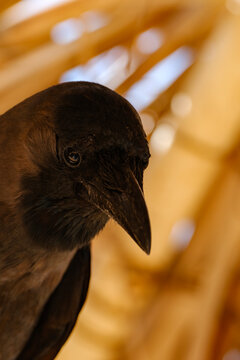 Curious black crow looking down with sharp beak close up portrait