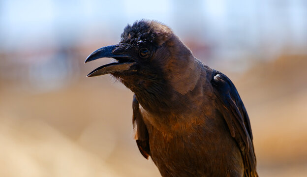 Close up portrait of a curious wild bird with open beak outdoors