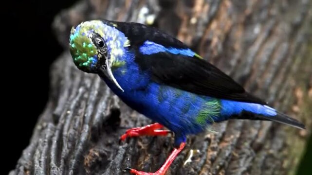 Vibrant blue tanager bird perched on a tree branch in the tropical rainforest wilderness.