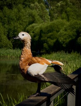 Side profile view of a ruddy shelduck duck perched on a wooden handrail near a park lake.