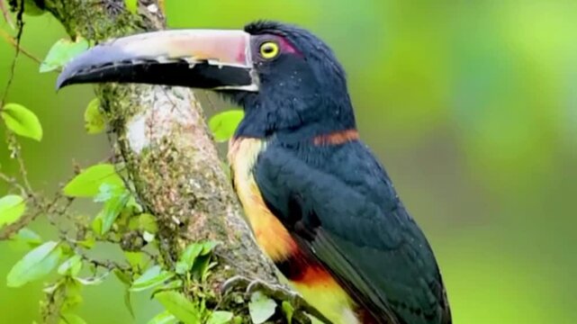 Collared Aracari toucan perched on a tree branch in the tropical rainforest jungle habitat.