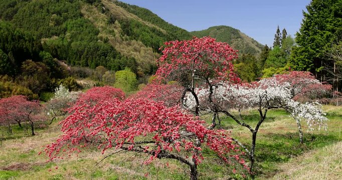 余里の一里花桃の里