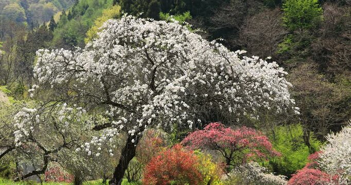余里の一里花桃の里