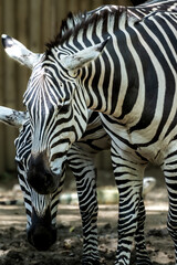 Naklejka premium Portrait of zebras in gentle interaction.