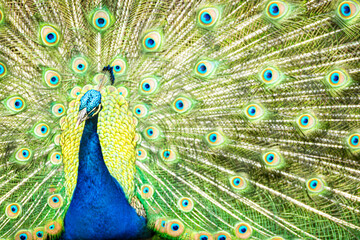 Male Peacock Displaying Vibrant Feathers and Eye-Patterned Plumage in Full Tail Fan © Nicolas Ospina