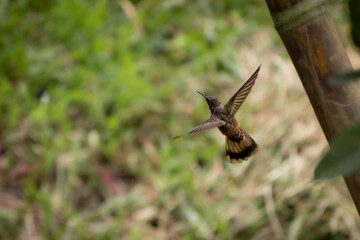 Naklejka premium Close-Up Hummingbird in Flight Near Bamboo Stem