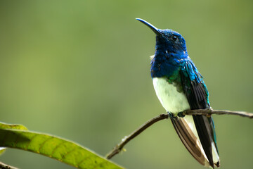 Naklejka premium Close up of A blue-green hummingbird rests on a delicate branch.