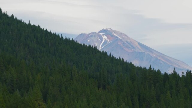 The Best Mt. Shasta Reveal peeking from behind forest