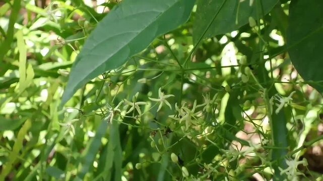 Fixed shot of blooming flowers and fresh green leaves of Myriopteron extensum, known as Oi Sam Suan or Cha-em Thao in Thailand. It is a traditional Asian medicinal vine with star-shaped cream-colored 