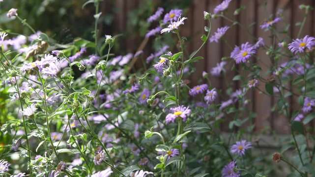 Asters blooming in the sun