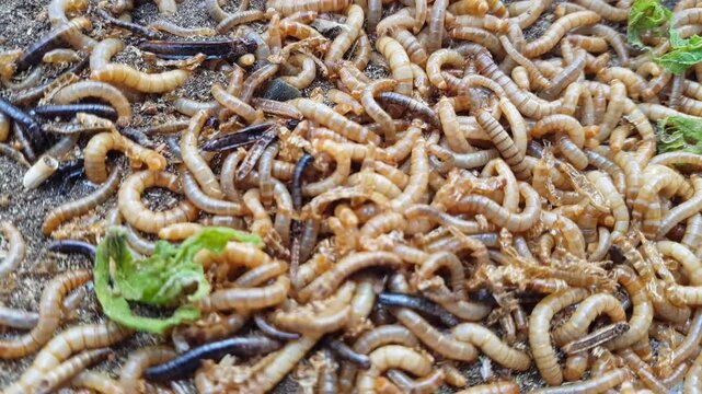 Close up footage of live mealworm larvae (Tenebrio molitor) used as bird food in Indonesia. Mealworms are a protein-rich natural food source for birds and pets, commonly used for bird feeding, pet nut