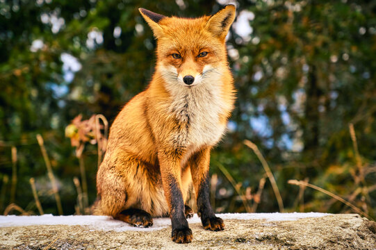 Close-Up Portrait of Red Fox (Vulpes vulpes) Sitting Outdoors in Natural Habitat