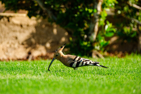 Eurasian hoopoe bird foraging for insects in green grass garden