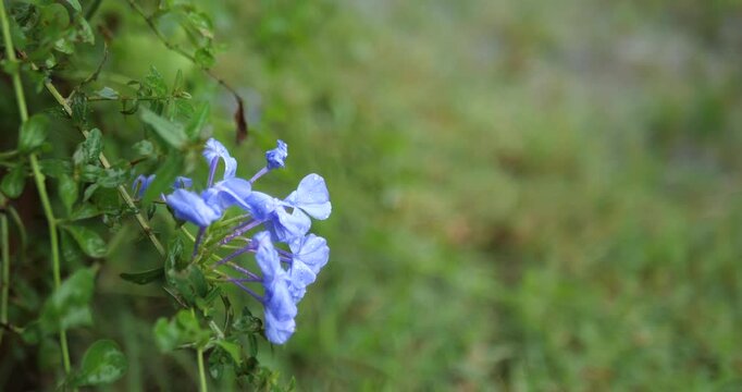 Raindrops on blooming blue plumbago flowers with green bokeh copy space