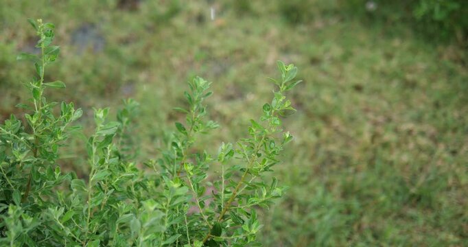 Gentle rain shower falling on green garden shrub leaves