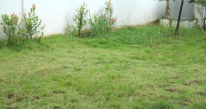 Light rain shower falling over green grass lawn in backyard garden