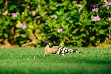 Eurasian hoopoe foraging for food on green grass in garden © Bugra Kaan Ersoy