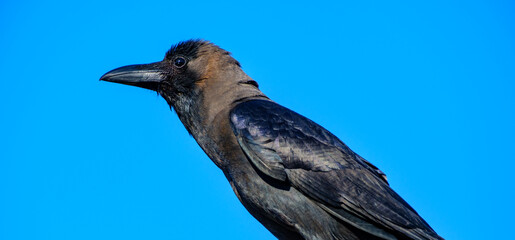 Naklejka premium Close up portrait of a black crow against a bright blue sky