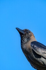 Naklejka premium Curious dark brown crow looking upwards against a bright blue sky background