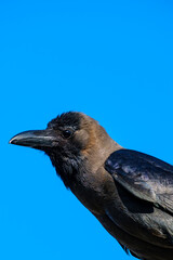 Naklejka premium Close up portrait of a dark brown crow perched against a vivid blue sky