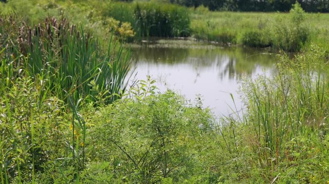 Midwestern conservation biological science land resources dedicated to protecting wetlands, open water, and riparian habitats within Lawrence Kansas