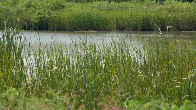 Midwestern conservation biological science land resources dedicated to protecting wetlands, open water, and riparian habitats within Lawrence Kansas