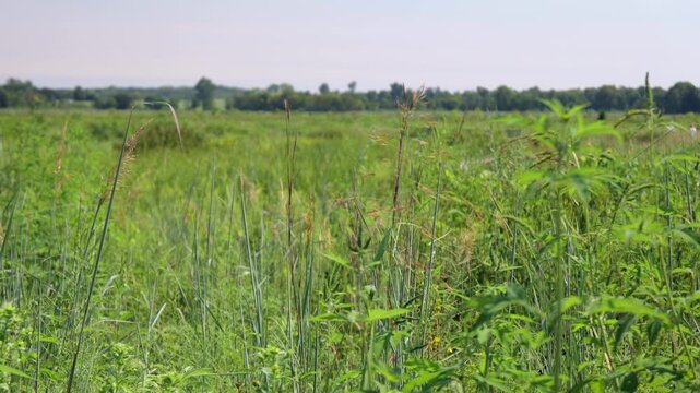 Midwestern conservation biological science land resources dedicated to protecting wetlands, open water, and riparian habitats within Lawrence Kansas