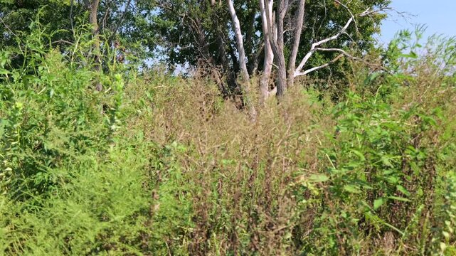 Midwestern conservation biological science land resources dedicated to protecting wetlands, open water, and riparian habitats within Lawrence Kansas