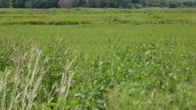 Midwestern conservation biological science land resources dedicated to protecting wetlands, open water, and riparian habitats within Lawrence Kansas