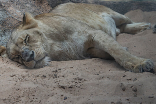 LEONES