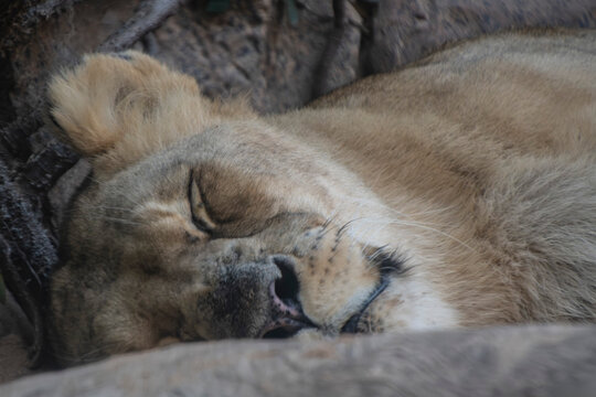 LEONES