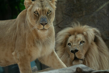 LEONES © Germán