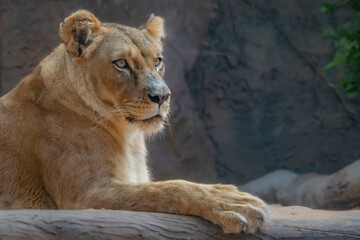 LEONES © Germán