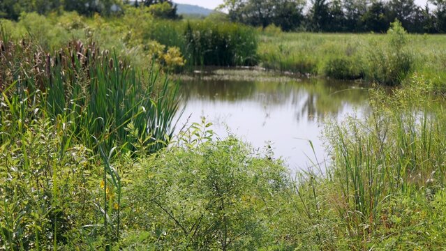 Midwestern conservation biological science land resources dedicated to protecting wetlands, open water, and riparian habitats within Lawrence Kansas