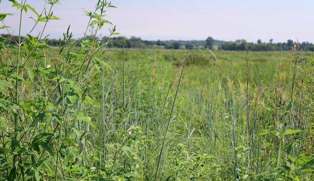 Midwestern conservation biological science land resources dedicated to protecting wetlands, open water, and riparian habitats within Lawrence Kansas