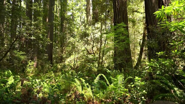 Redwood National Park Lady Bird Johnson Grove Deep Forest California USA World Heritage Site