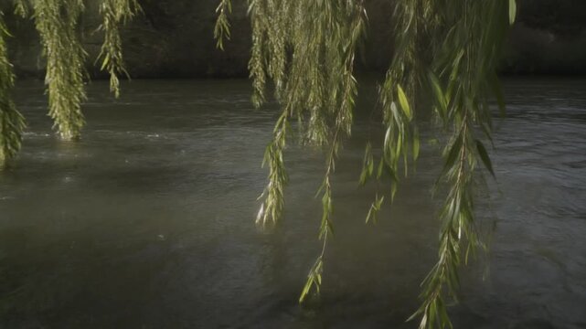 Weeping willow branches sway over a flowing river in nature