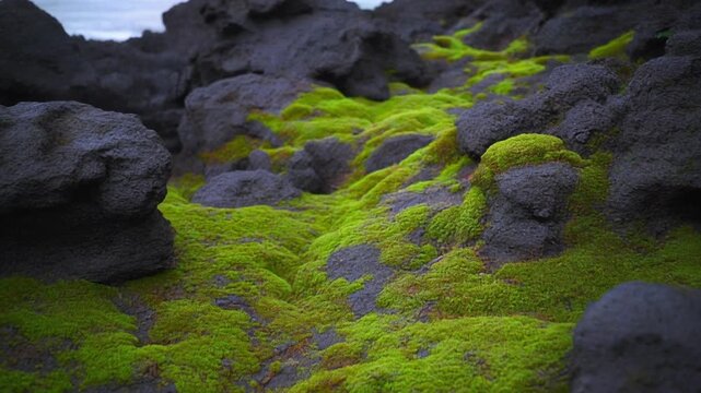 Lush green moss on volcanic basalt at biscoitos terceira island