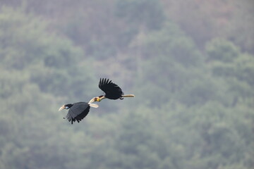 The wreathed hornbill (Rhyticeros undulatus) is an Old World tropical bird of the hornbill family Bucerotidae. This photo was taken in Java island, Indonesia. © feathercollector