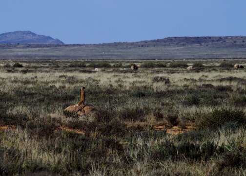 Mongoose standing watch